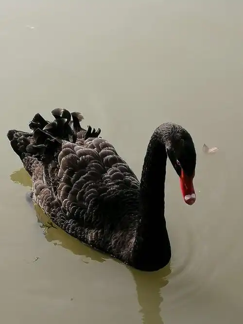 美丽的黑天鹅 - 美篇