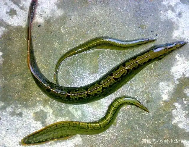 刀鳅鱼价格高,为什么极少人养殖它呢?主要原因有以下几点