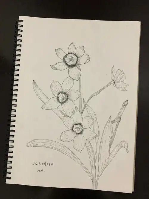 控笔第76天零基础学画画针管笔临摹水仙花