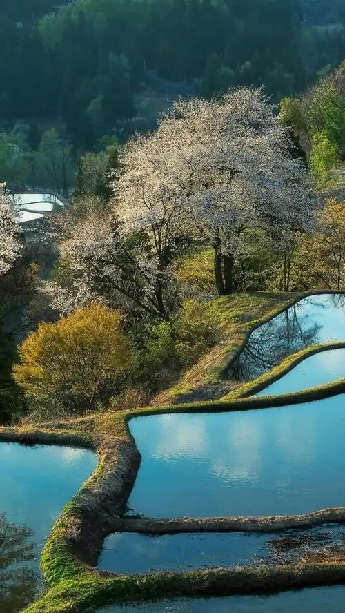 iphone 壁纸 中国风景秀丽,水田,水,树,早上