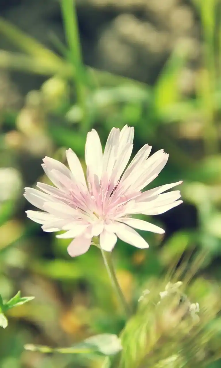 小清新意花卉精选手机壁纸