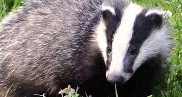 白面狸是几级保护动物