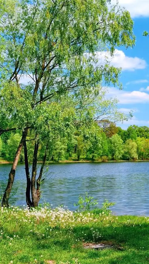 夏天,湖,草,树 750x1334 iphone 8/7/6/6s 壁纸,图片,背景,照片