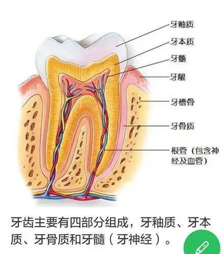 护牙需先了解牙结构