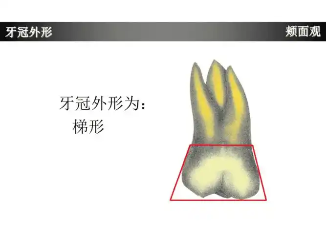 上颌第一磨牙牙体形态简述pptppt