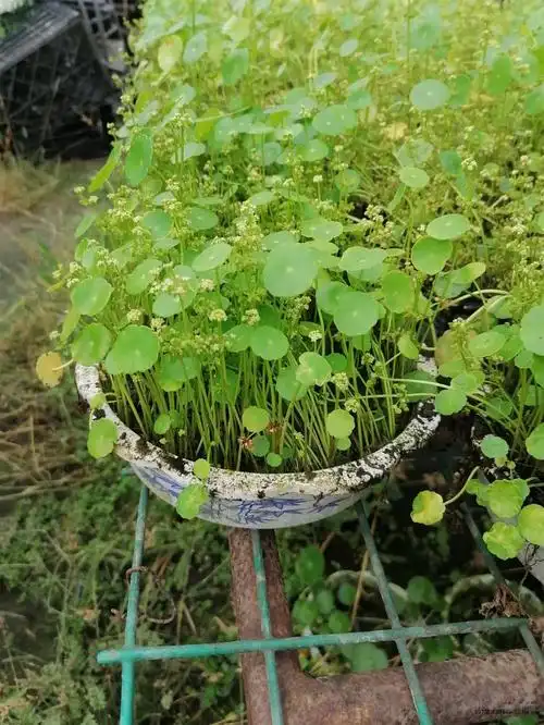 出售香菇草成都香菇草精品香菇草