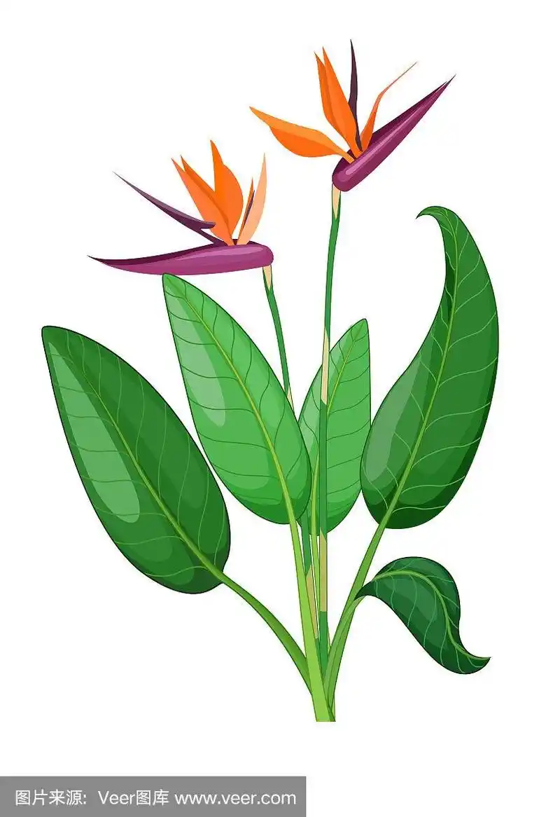 美丽的iyv花植物卡通