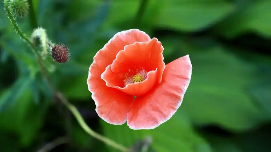 精选虞美人1080p壁纸下载虞美人唯美鲜花精选壁纸1080p壁纸