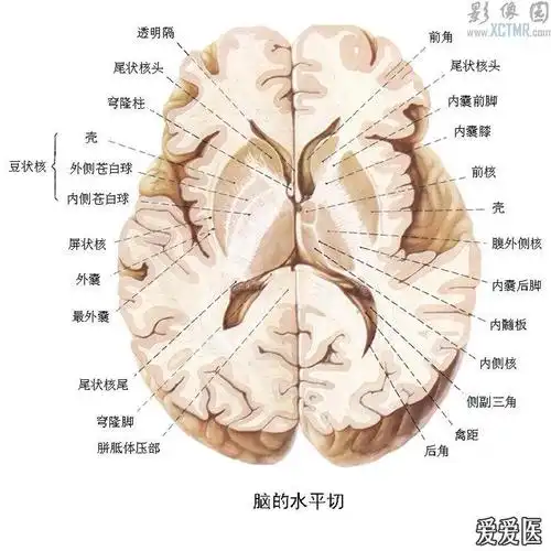 脑的水平切面