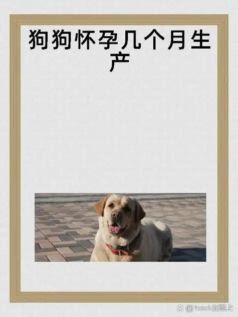 狗狗怀孕几个月生产? 狗狗.@hccb在路上的动态