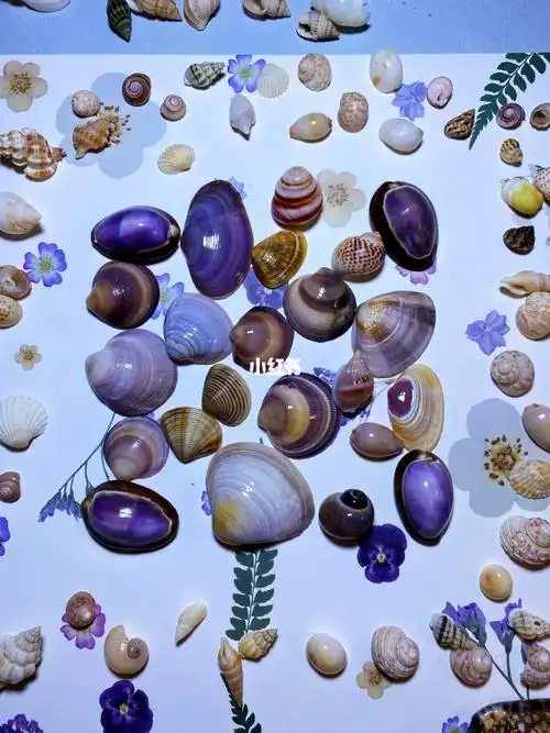 捡到的紫色贝壳虽然普通很适合做拍摄点缀