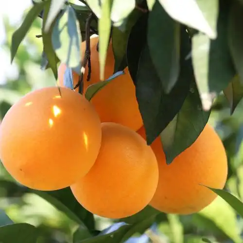 江西甜脐橙-江西甜脐橙厂家,品牌,图片,热帖-阿里巴巴