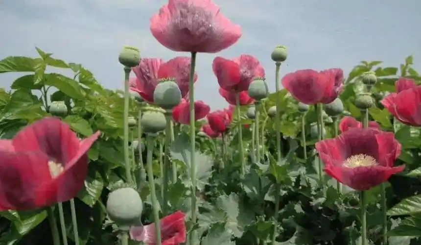南县公安:严打严查非法种植毒品原植物行为,种植罂粟1株即违法!