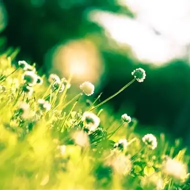 高清清新淡雅的花朵头像