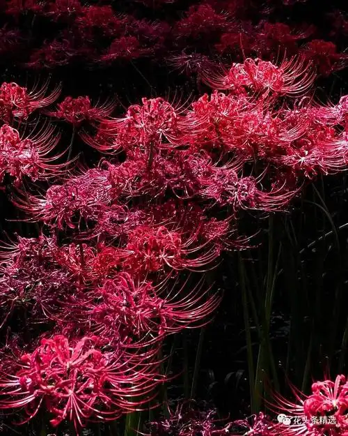 最神秘最诡异最凄美的花熊熊燃烧的中二之魂