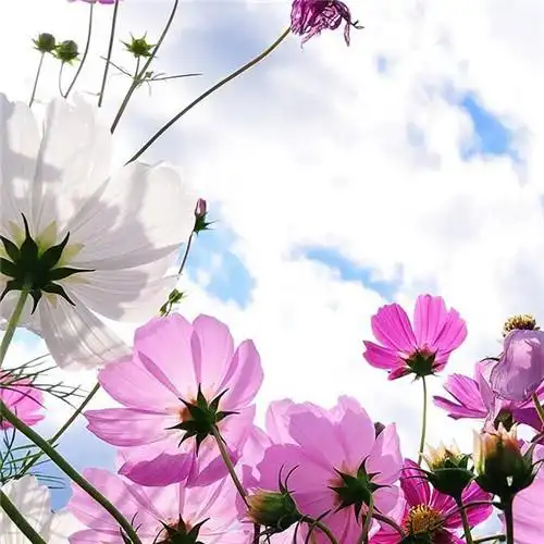 最美格桑花头像图片大全 适合做微信头像的格桑花图片_植物头像_头像