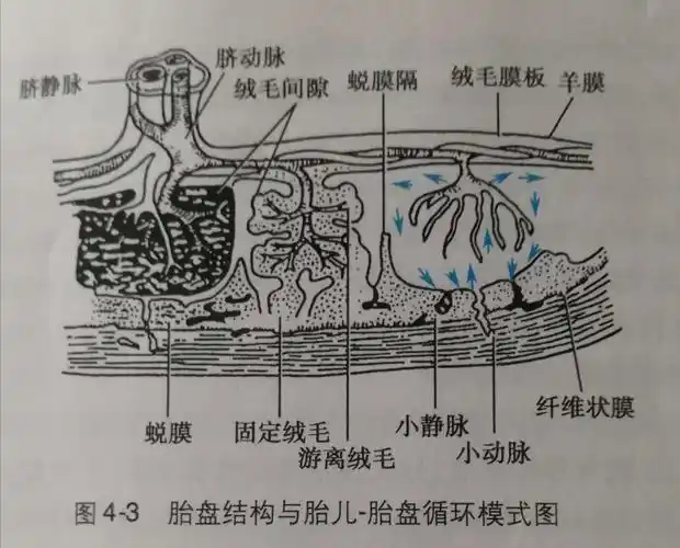 胎盘的异常表现