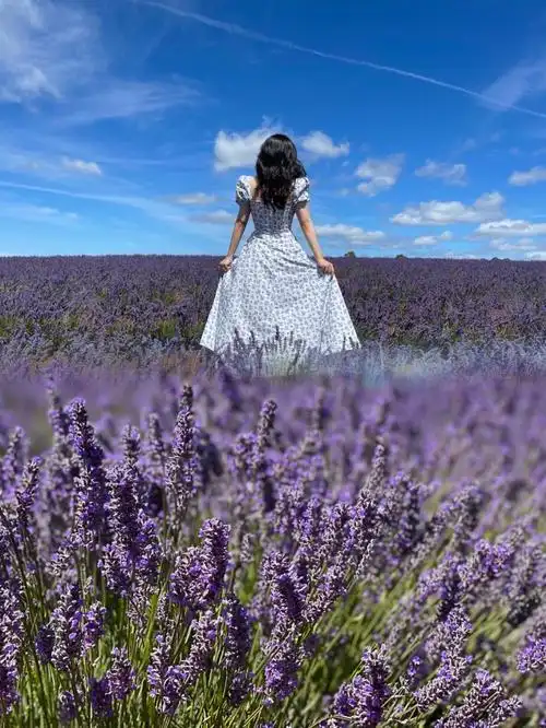 我也拥有薰衣草小熊啦时隔两年的旅行76