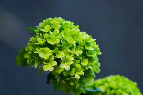 春花欣赏绿绣球花