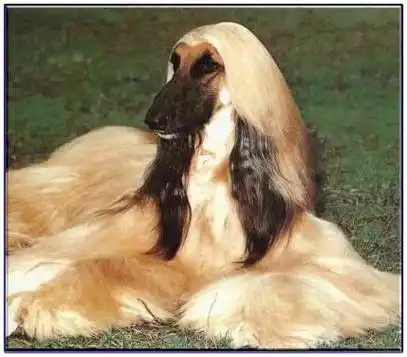 名犬大集合组图