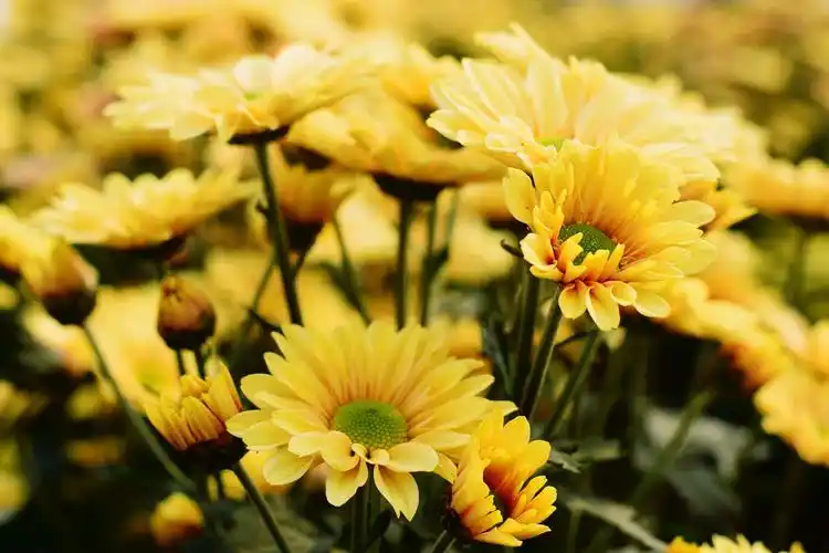 秋天盛开的菊花