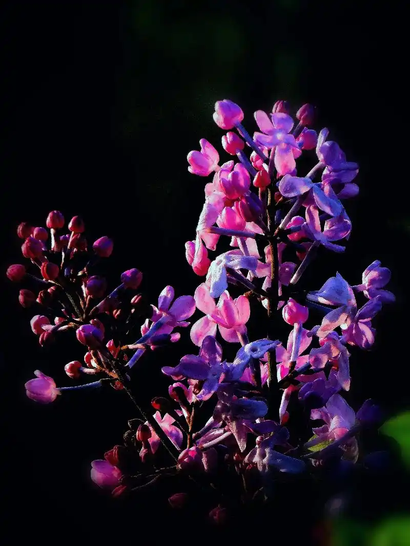 每年的丁香花开,浓郁的花香总是可以翻过院墙,沁入人的嗅觉系统 - 抖
