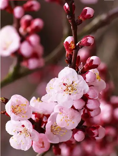 随笔家乡的杏花开了