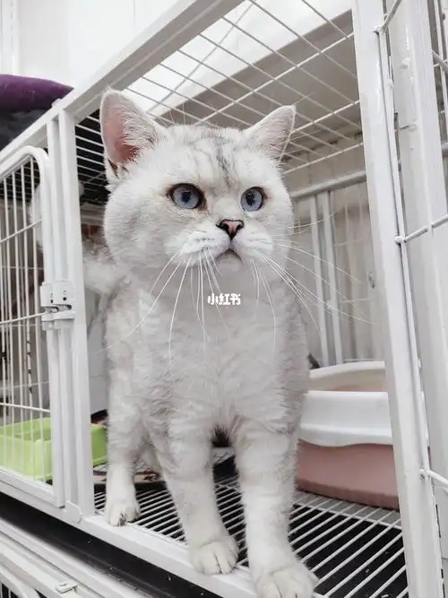 也适合给家里的娃找个伴 相中私信就行 #银渐层  #英短银渐层  ##美短