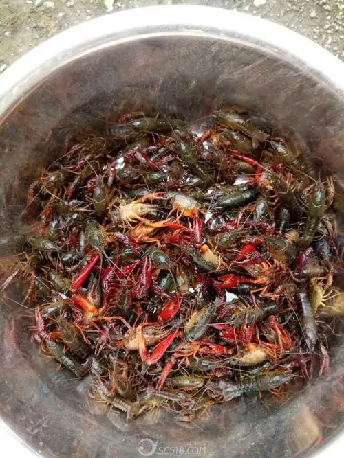 本人昨晚夜钓几斤清水小龙虾,有买的朋友吗?