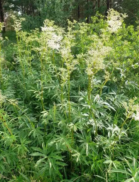 蚊子草(蔷薇科蚊子草属植物)_尚可名片