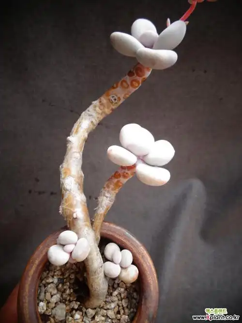 > 球美人(木质化) (pachyphy amazoness)