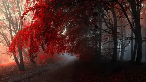 首页 桌面壁纸 风景壁纸 秋季落叶唯美风景图片壁纸上一张 下一张