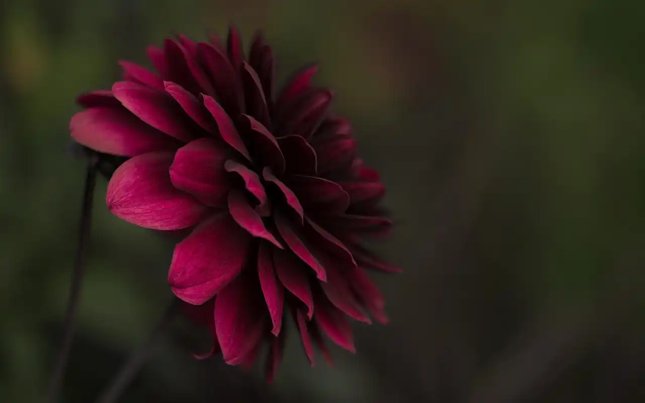 绿色护眼高清花卉植物图片桌面壁纸