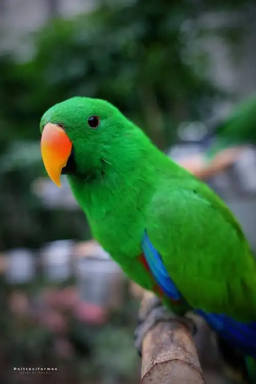 妈妈养过的京巴犬,爷爷养过黄鸟,还有我养过的鹦鹉,红嘴绿毛,很是鲜艳