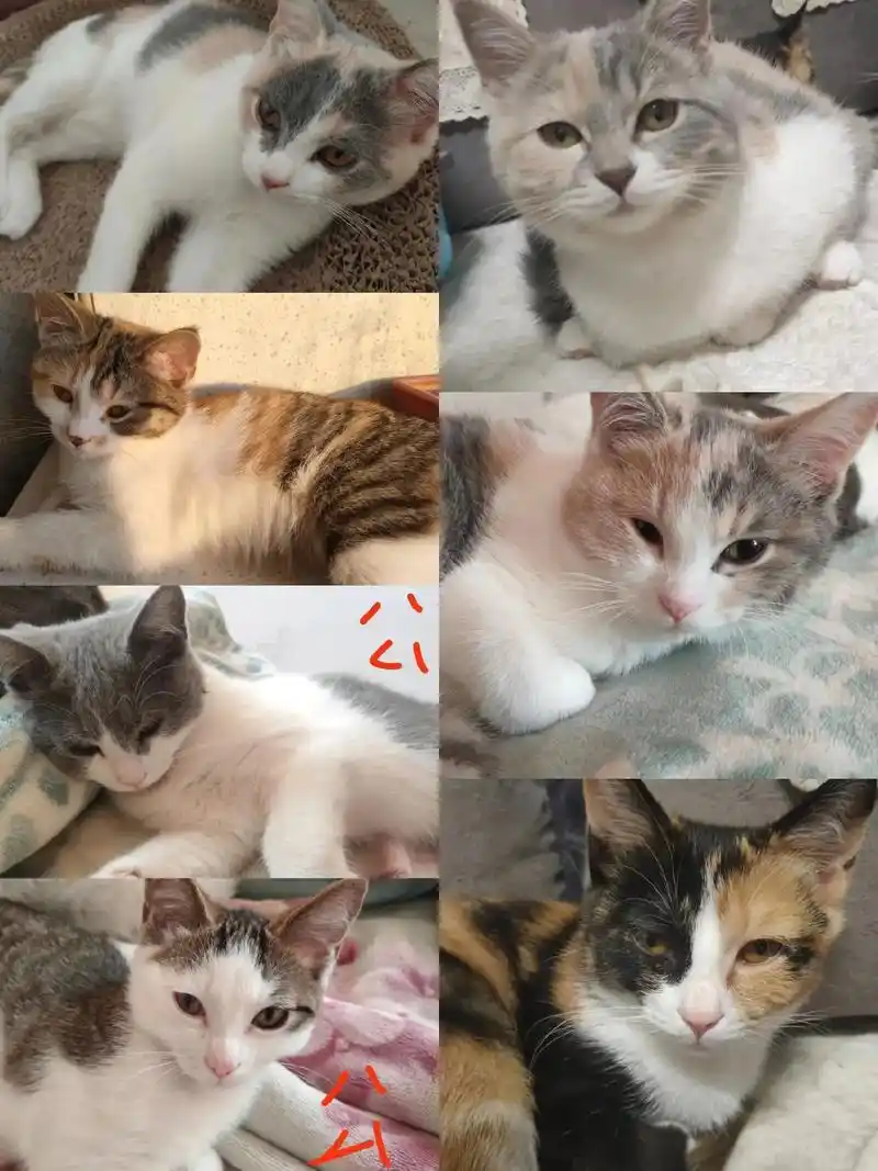 长春 英短串串 白狸 ,蓝白,三花  - 抖音