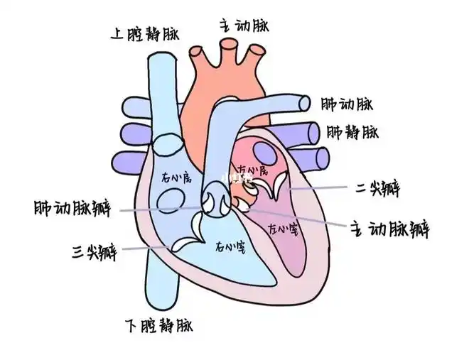 西综  #外科  停搏液有两种,去极化停搏液和超极化停搏液.