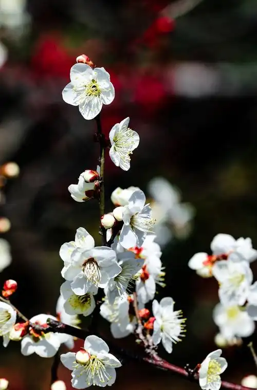 周五放学早双胞胎在校园边拍了几张梅花