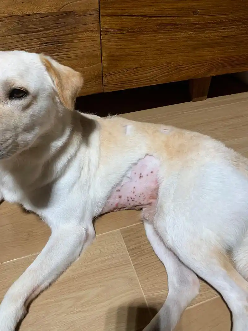 狗狗皮肤病 结痂状 小红书说是真菌感染了 用了碘伏 红霉素软膏 看看