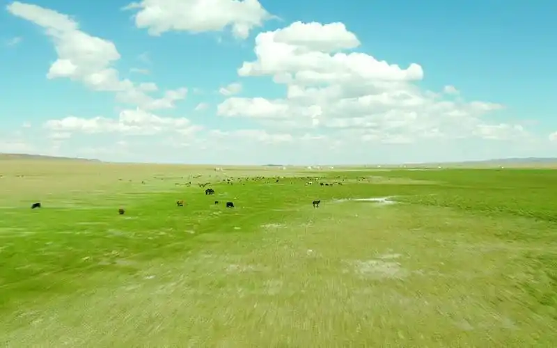 沙孜草原绿无边处处皆景