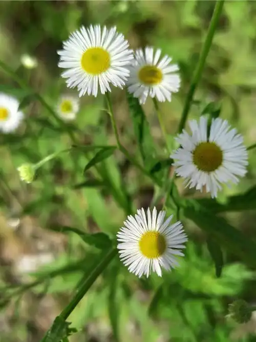 别名:白旋覆花,墙头草,女菀,野蒿花语:冷漠的爱丶随遇而安,知足常乐
