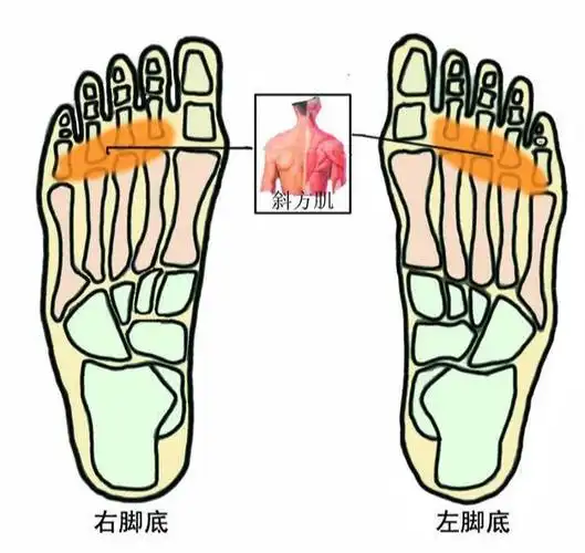 肩背部酸痛按摩斜方肌反射区马上见效后附操作手法视频
