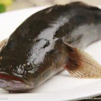 笋壳鱼常年稳定供货