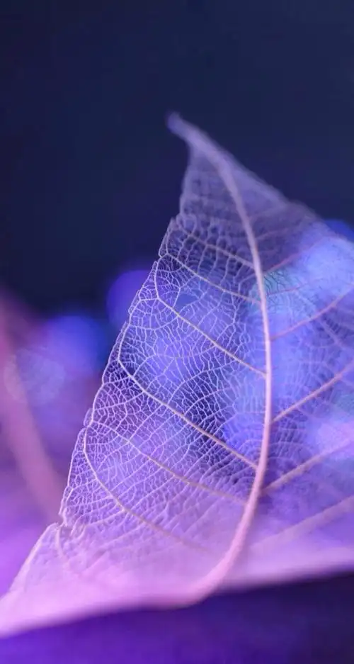 喜欢紫色的神秘,梦幻;喜欢紫色的唯美,浪漫.更喜欢紫色的那份忧郁