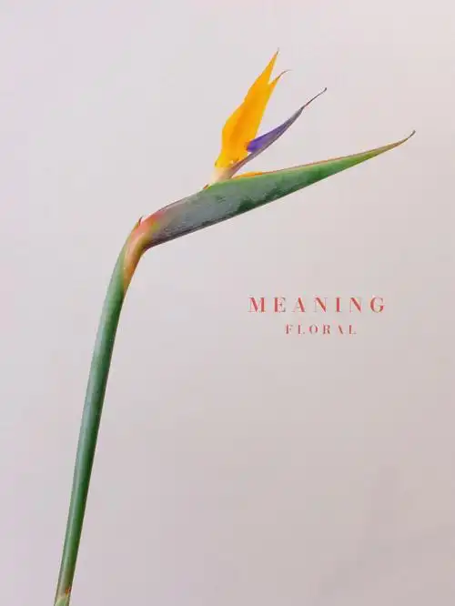 天堂鸟花型高雅,似鸟儿翘首远望,它的花语是幸福和自由,寓意美好.