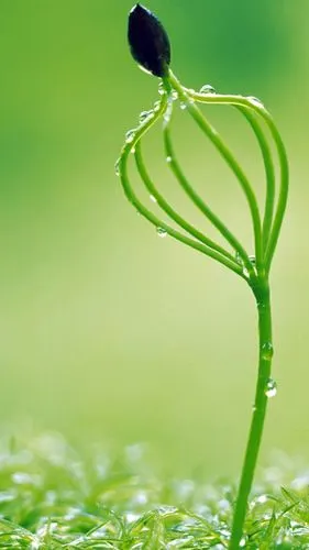 唯美护眼绿片 20张好看的绿色全面屏手机壁纸高清-苹果-芝麻