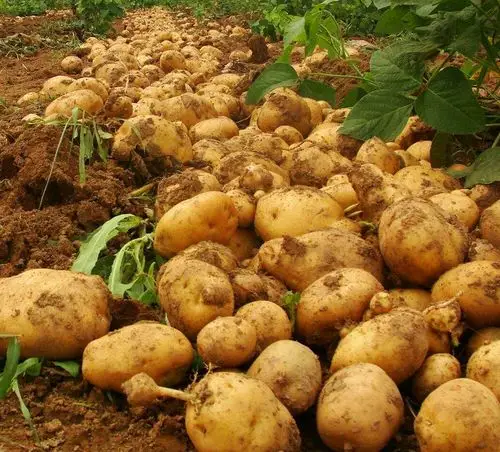 土豆批发4吨起批马铃薯白皮土豆山东土特产土豆散装农作物批发