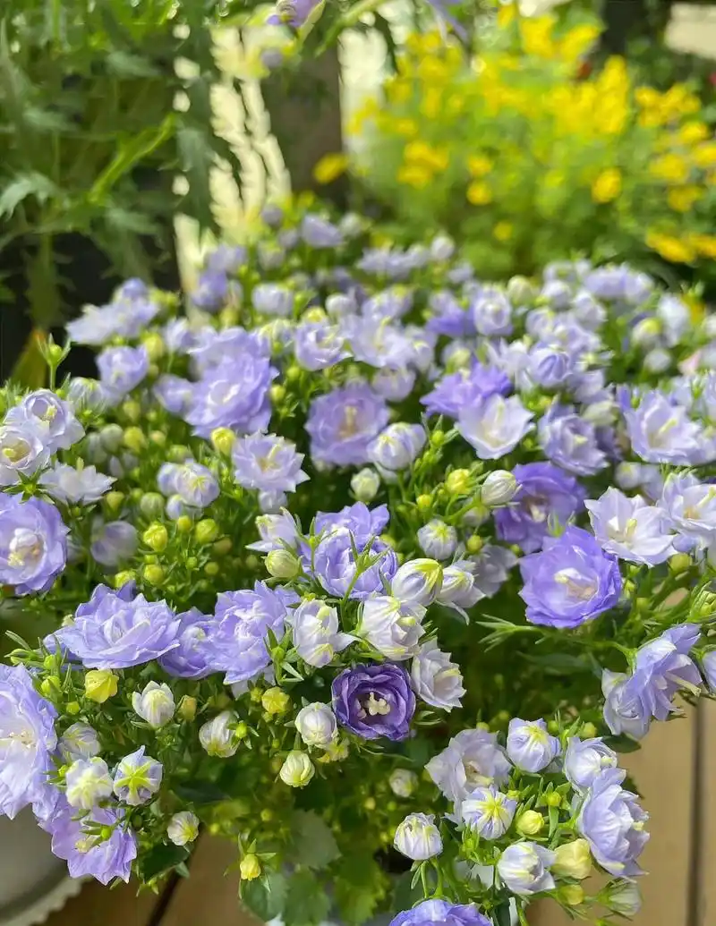 想养好丹麦风铃花,下面几点一定要做到!