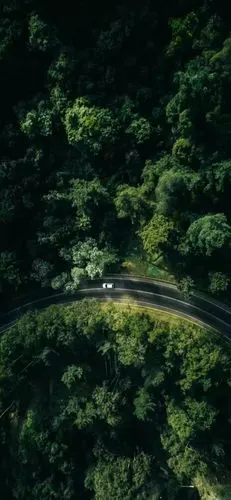 绿色护眼森系手机壁纸