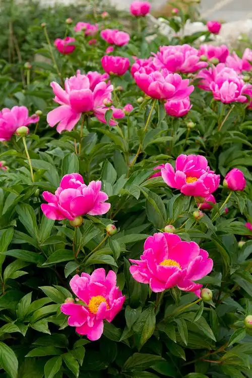 芍药花图如下生长环境1浇水 芍药害怕水涝,容易烂根
