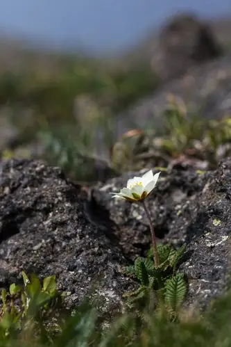 长白山绽放的仙女木